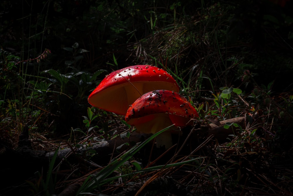 a red mushroom sitting on top of a lush green field