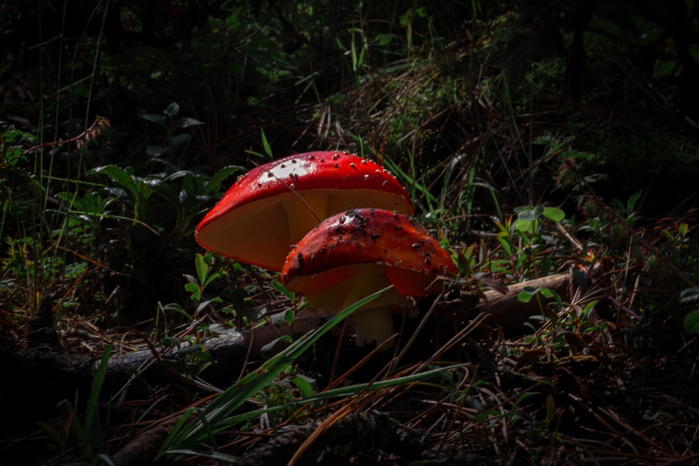 a couple of mushrooms that are in the grass