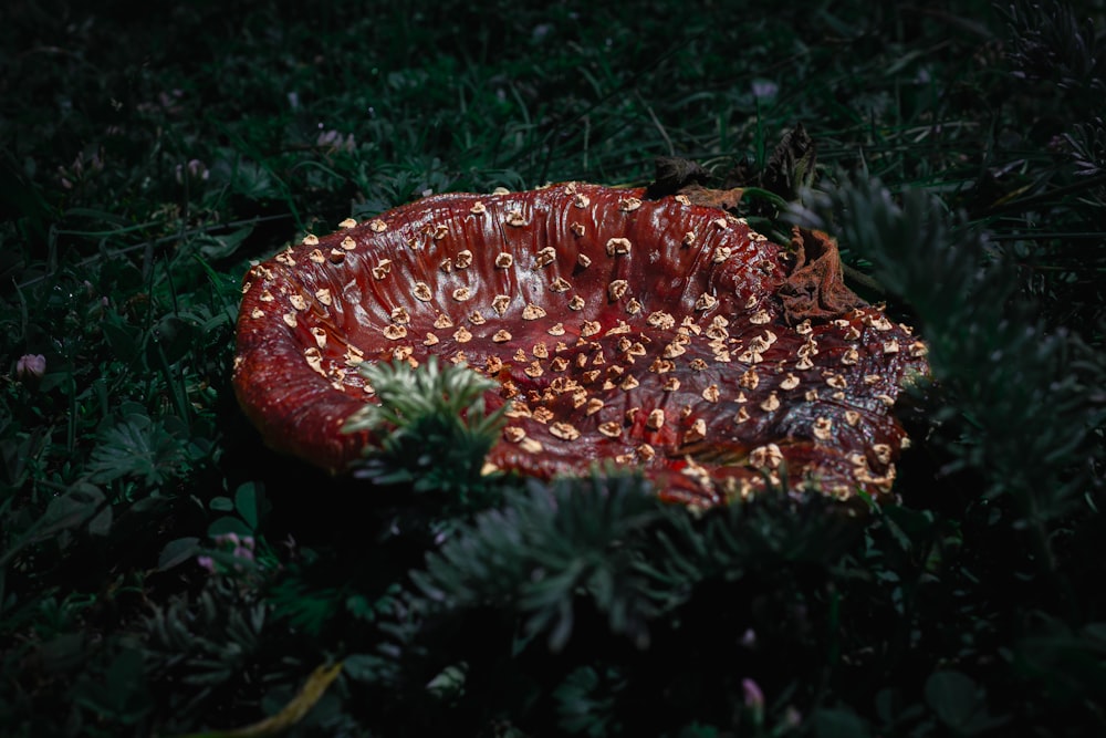 a red and yellow flower sitting on top of a lush green field