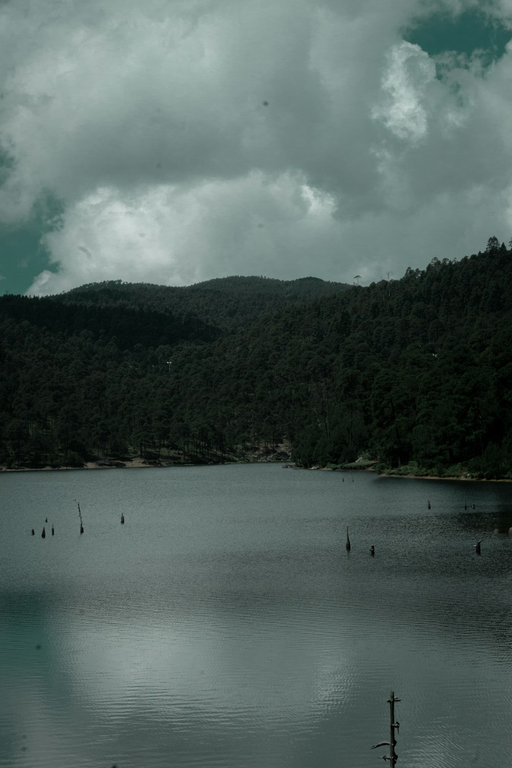 a large body of water surrounded by a forest