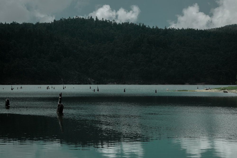 a body of water surrounded by a forest