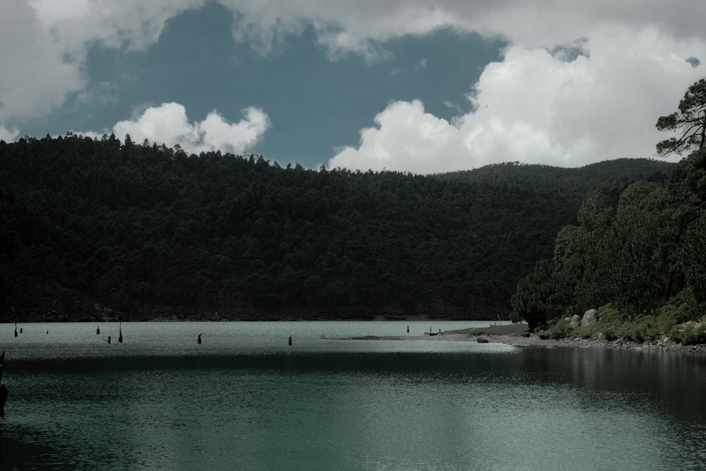 a body of water surrounded by a forest