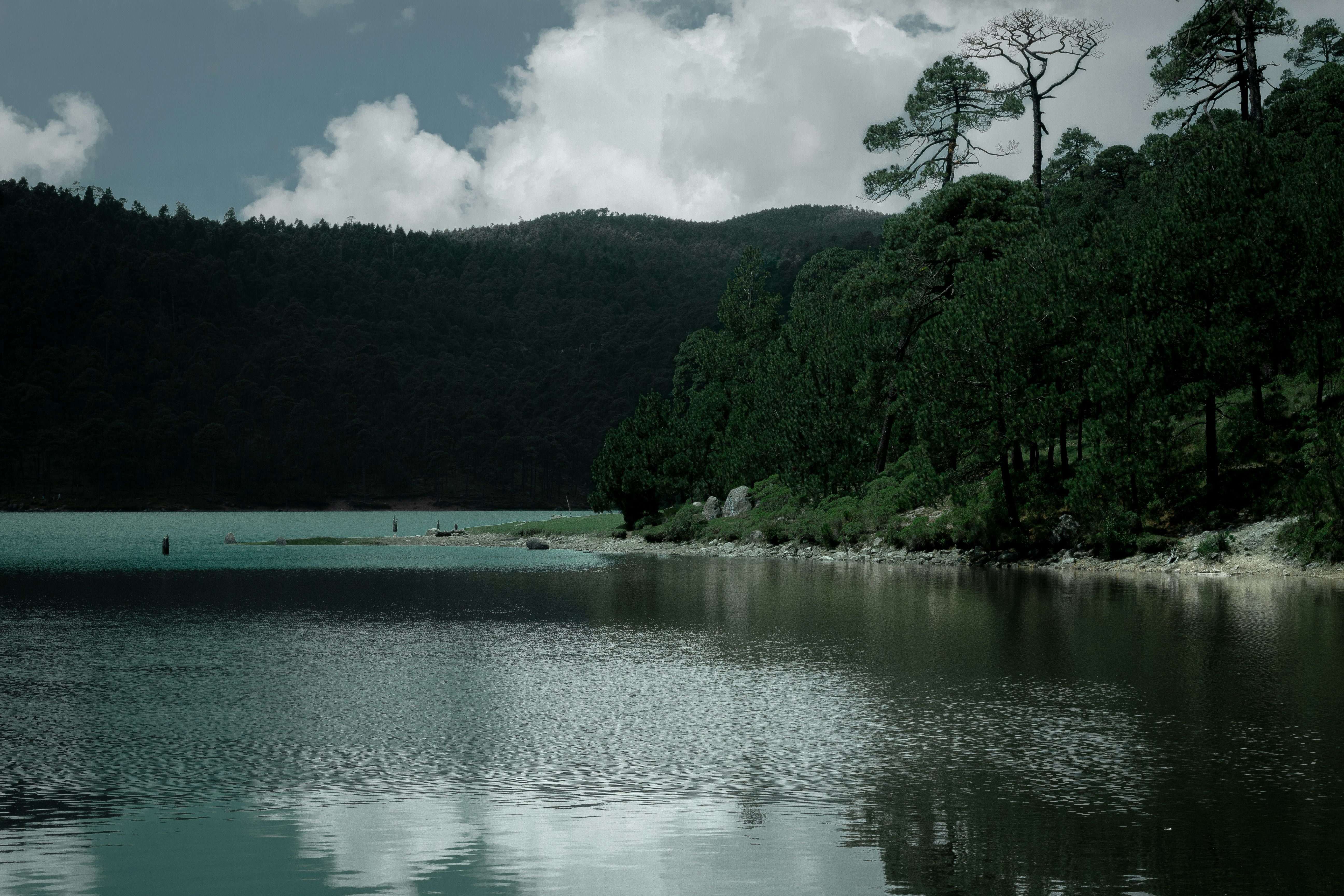 a body of water surrounded by a forest