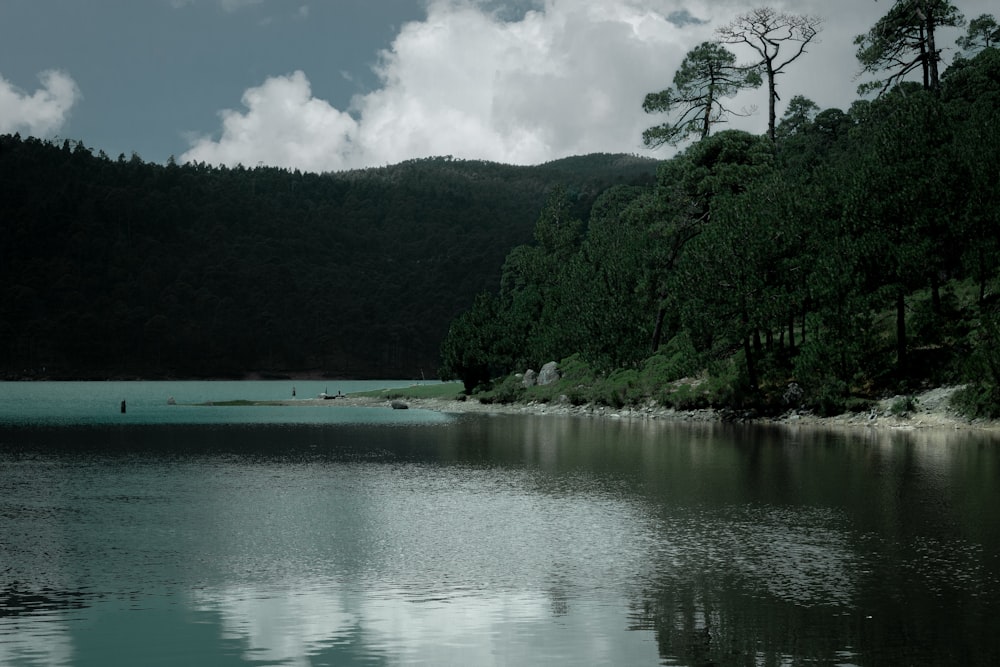 a body of water surrounded by a forest