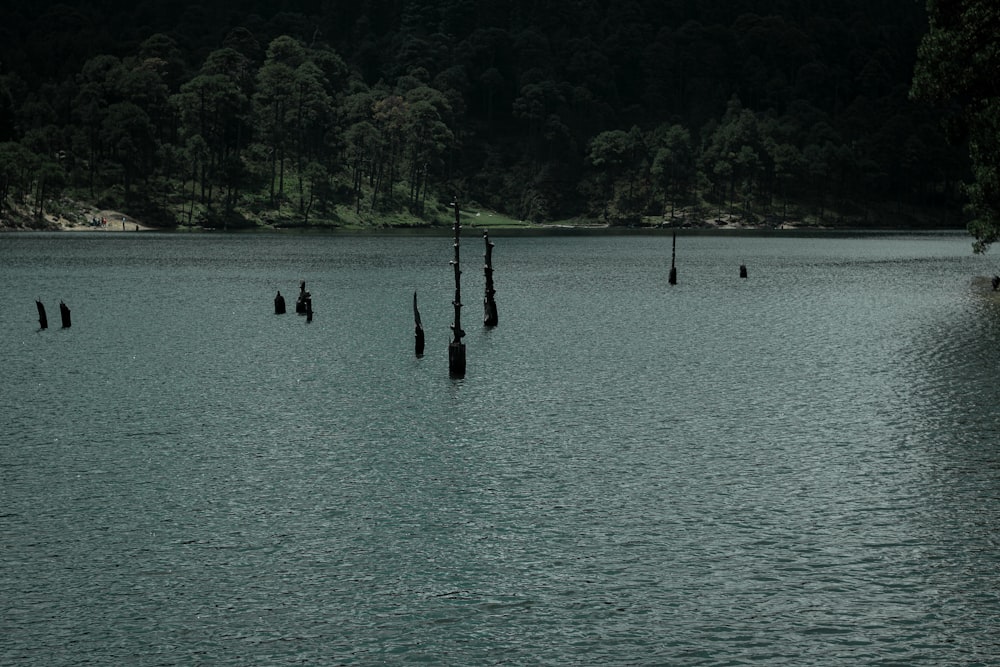 a body of water with trees in the background