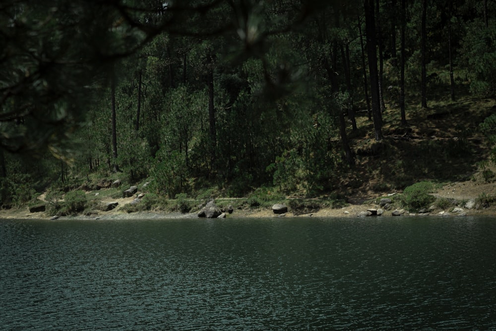 a body of water surrounded by trees and rocks