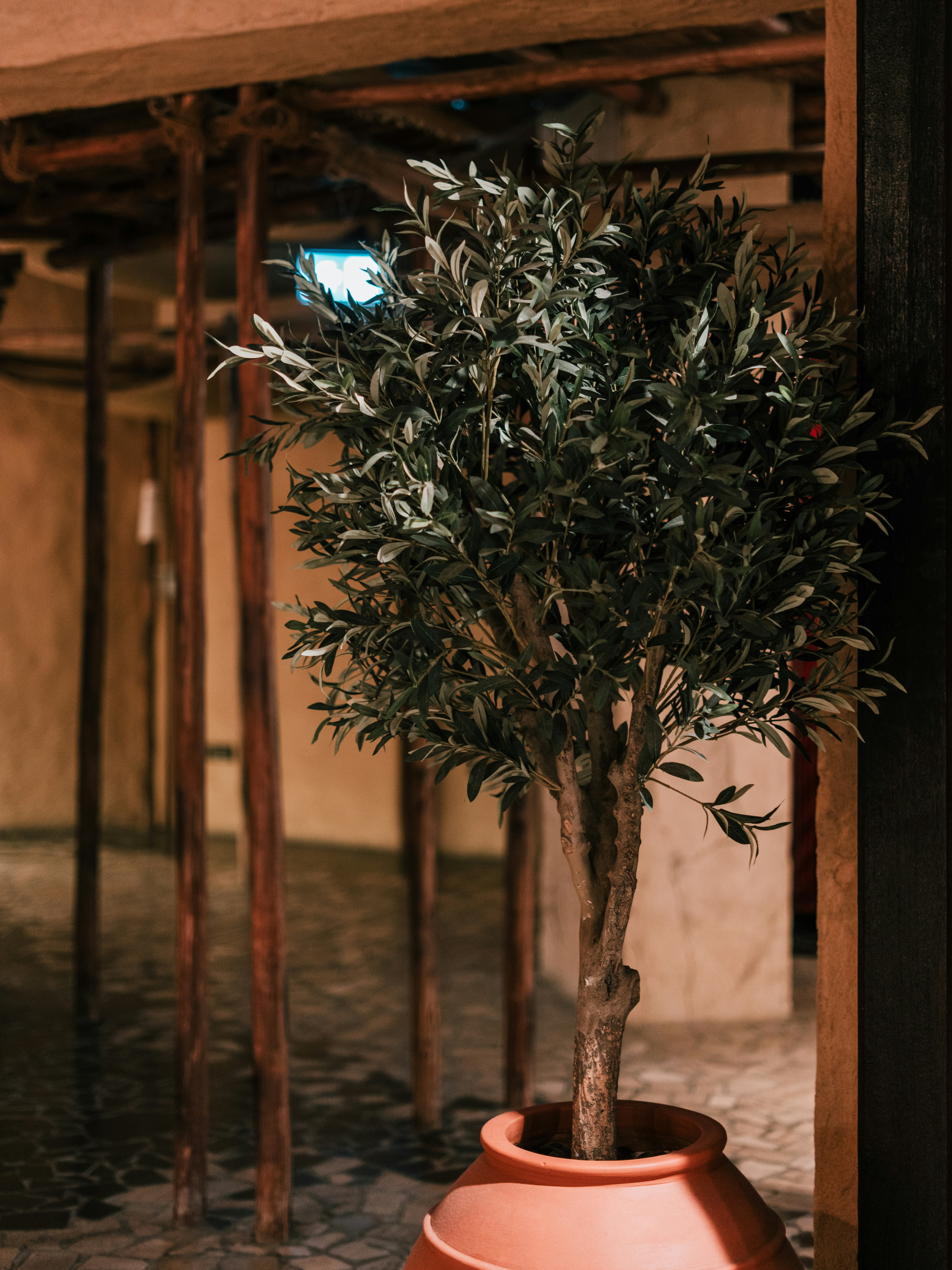 Maceta Terracota Orgánica