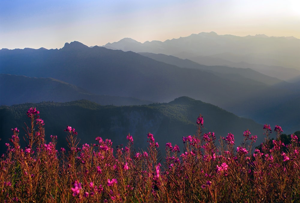 a view of a mountain range with pink flowers in the foreground