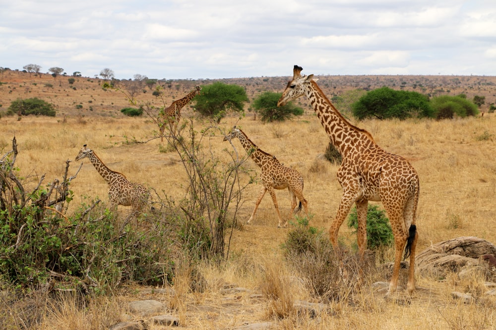 um rebanho de girafa caminhando por um campo coberto de grama seca