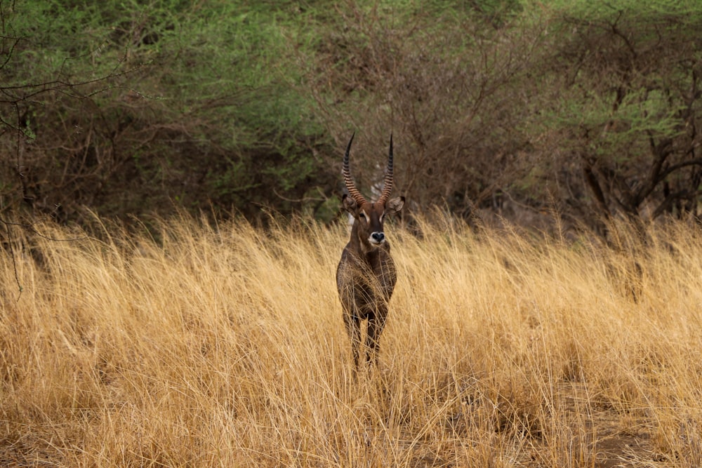 a gazelle standing in a field of tall grass
