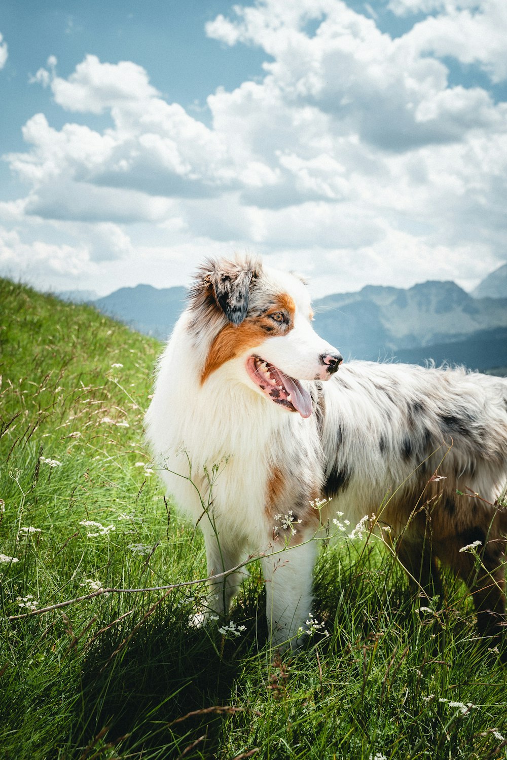 a dog that is standing in the grass