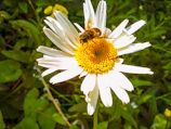 Close-up of a honeybee perched delicately on a bright yellow daisy.