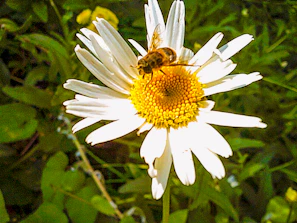 Close-up of a honeybee perched delicately on a bright yellow daisy.