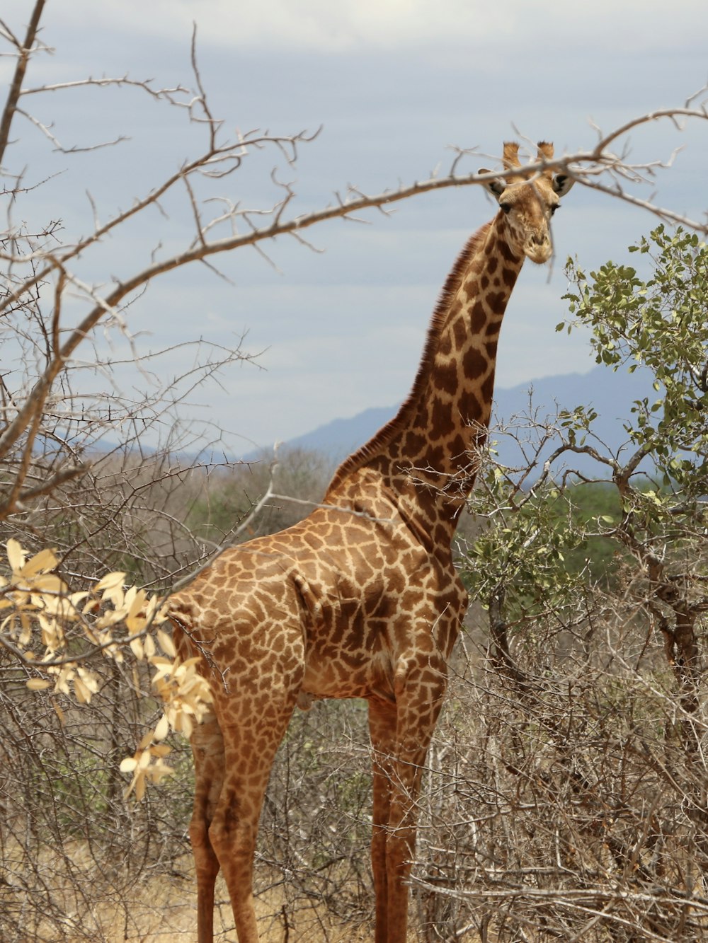 uma girafa no meio de um campo