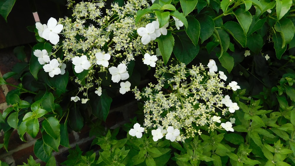 un mazzo di fiori bianchi che crescono su un cespuglio