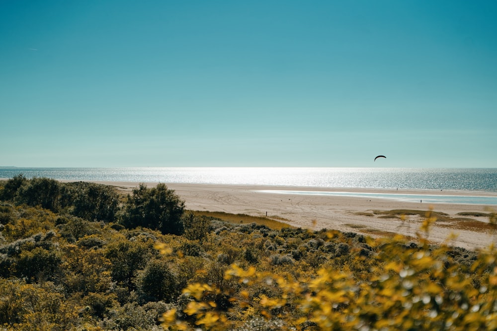 a bird flying over a sandy beach next to the ocean