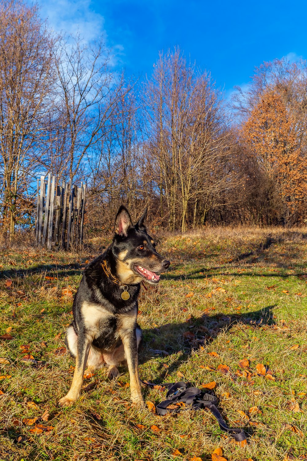 a black and white dog sitting on top of a grass covered field