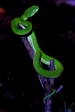 a green snake is sitting on a branch