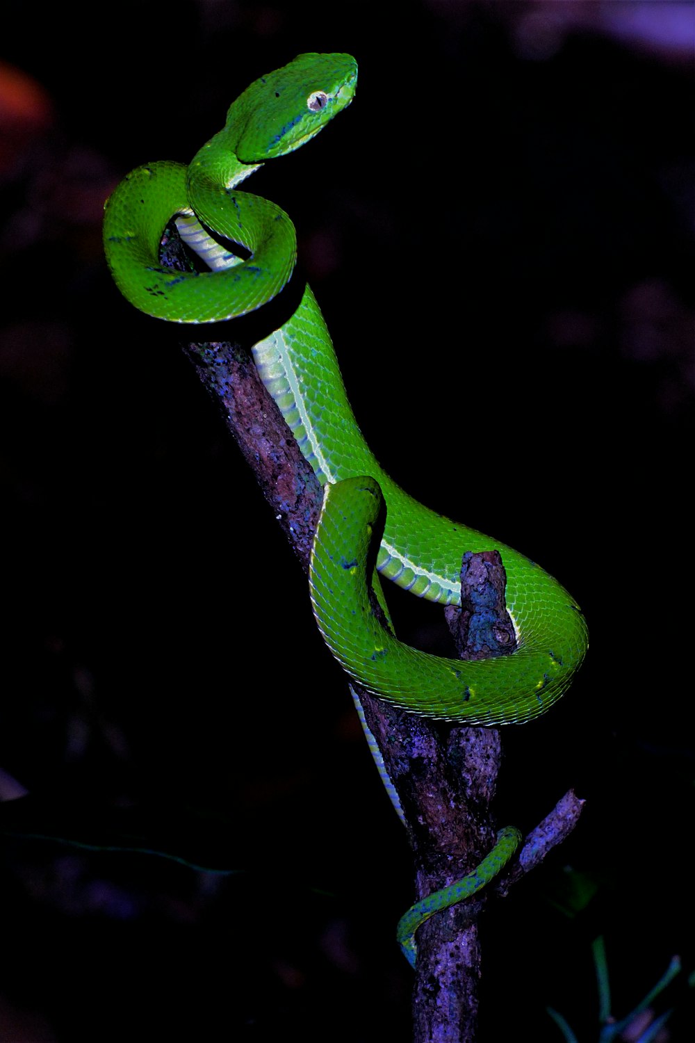 a green snake is sitting on a branch