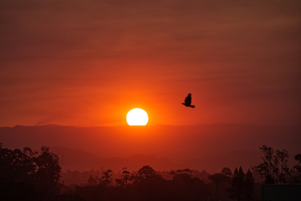 a bird flying in front of a setting sun