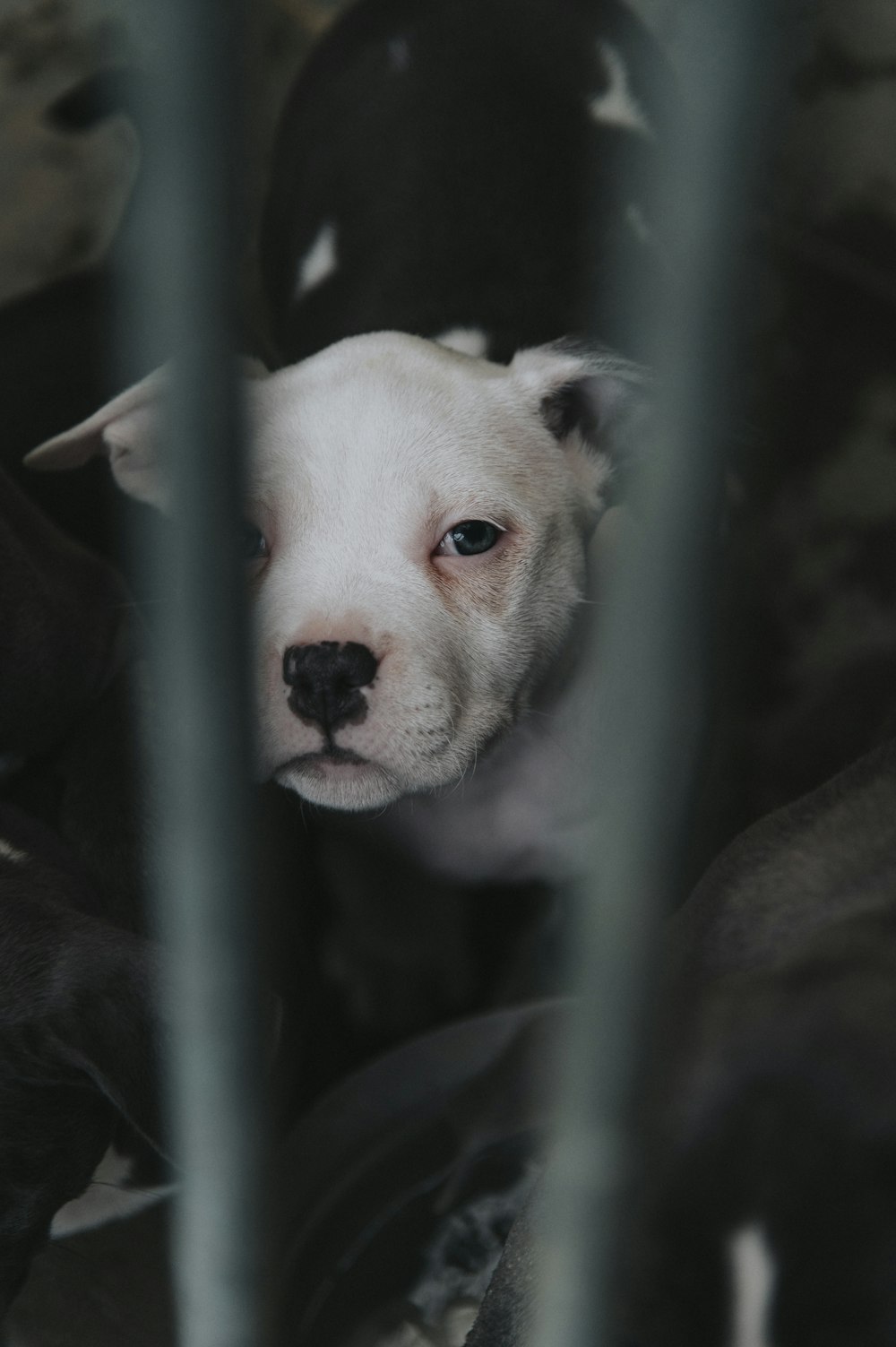 um pequeno cão branco em uma gaiola olhando para a câmera