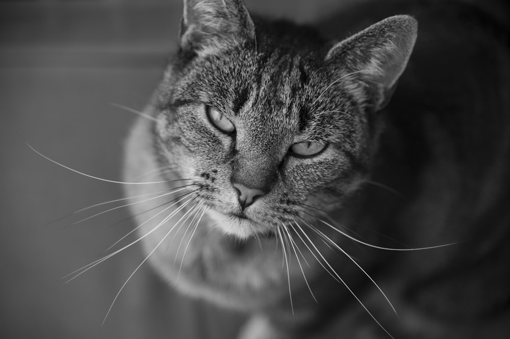 a black and white photo of a cat