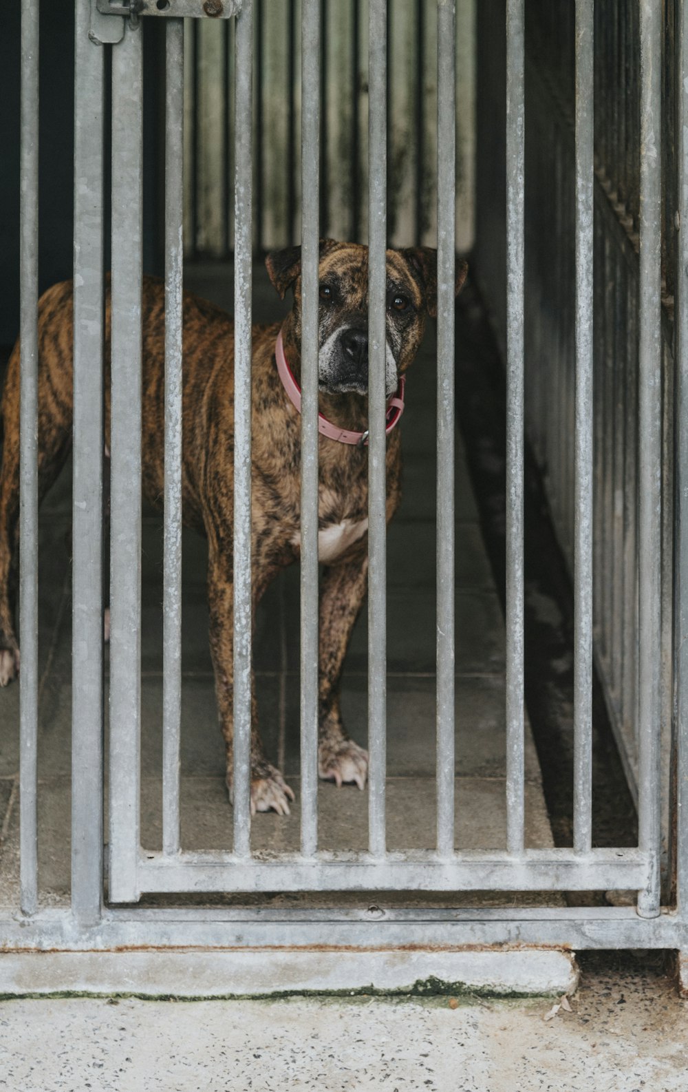 a dog in a cage looking at the camera