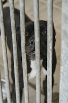 A black dog is looking through metal bars, suggesting it is in a cage or kennel. The focus is on the dog's face, which appears calm and curious. The background is blurred, consisting of a tiled floor.