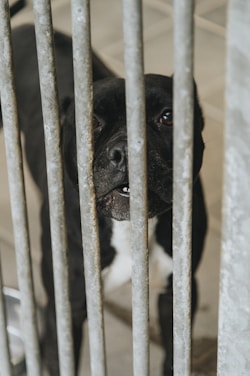 A black dog is looking through metal bars, suggesting it is in a cage or kennel. The focus is on the dog's face, which appears calm and curious. The background is blurred, consisting of a tiled floor.