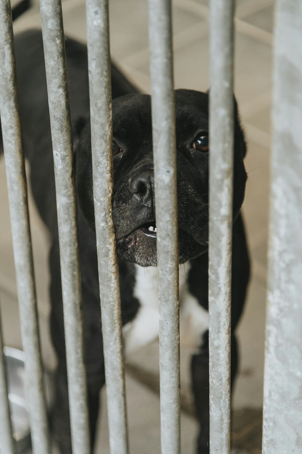 a black and white dog behind a metal fence