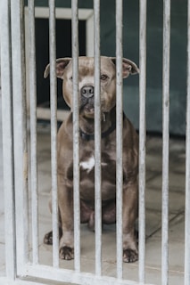 A large, muscular dog with a gray coat sits behind metal bars, looking directly at the viewer. The dog's expression is calm yet intense, with light reflecting off its eyes and a visible white patch on its chest. The setting appears to be indoors with concrete flooring.