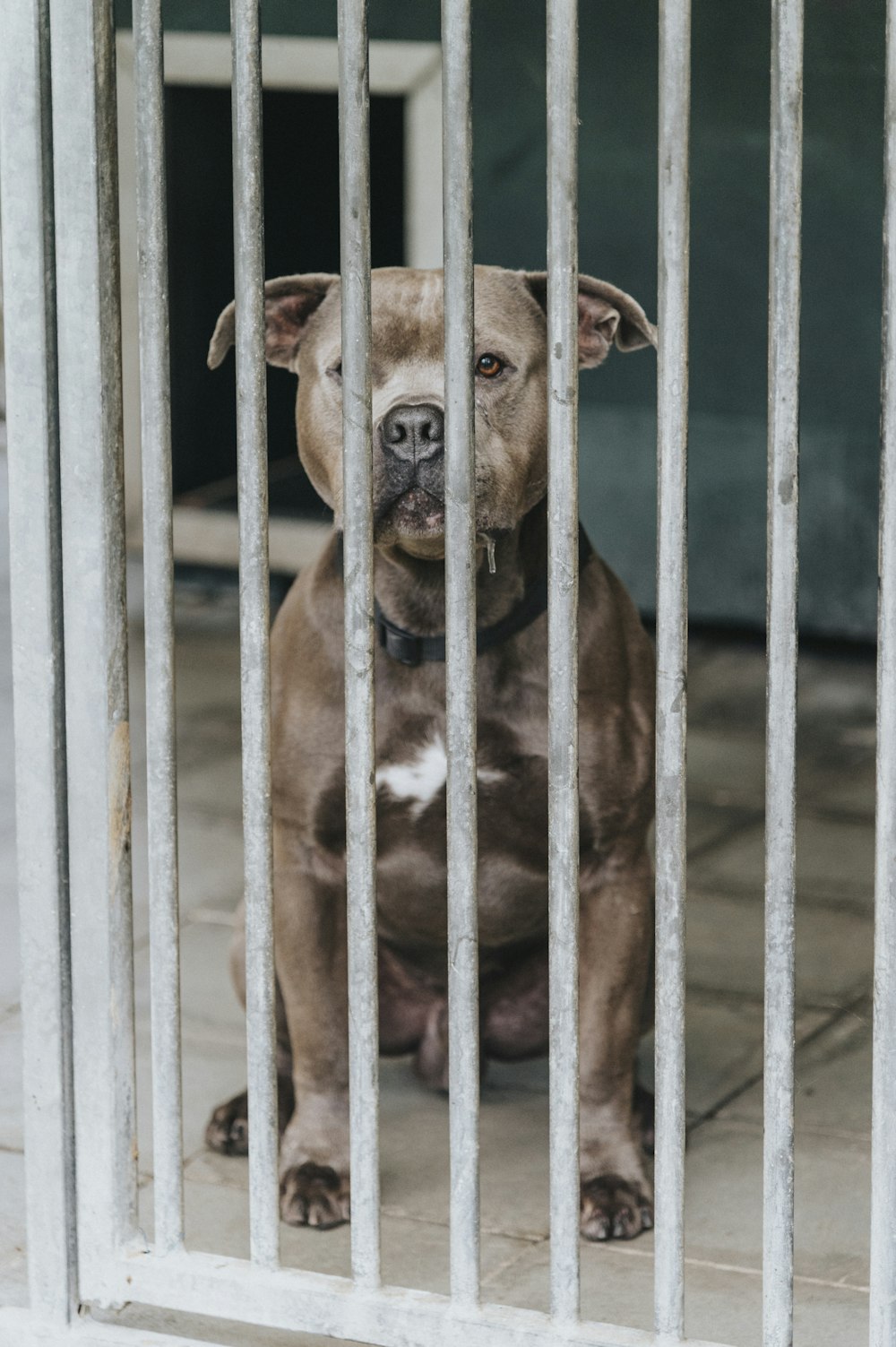 a brown dog sitting behind a metal fence