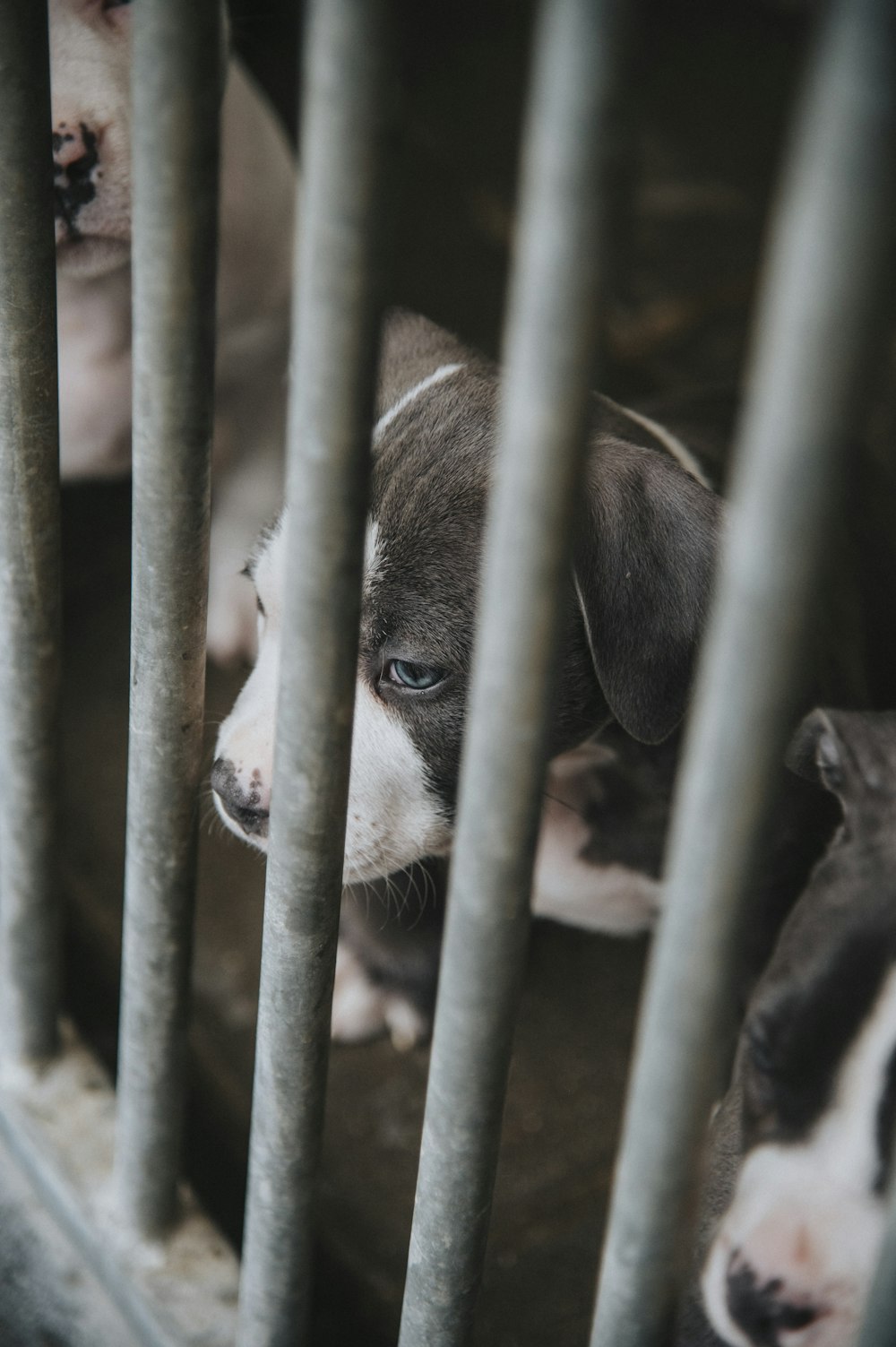 Um grupo de cães atrás das grades em uma gaiola