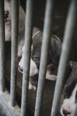 Several puppies are seen behind metal bars, appearing to be in a kennel or cage. The puppies have a mix of white and gray fur, with a particular focus on a puppy with blue eyes looking pensively out through the bars.