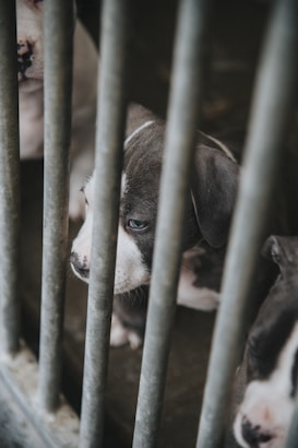Several puppies are seen behind metal bars, appearing to be in a kennel or cage. The puppies have a mix of white and gray fur, with a particular focus on a puppy with blue eyes looking pensively out through the bars.