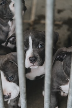 a group of puppies sitting inside of a cage