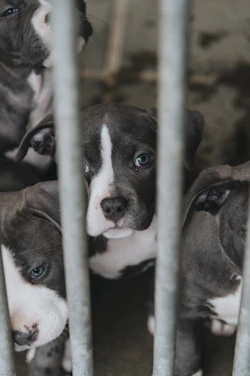 a group of puppies sitting inside of a cage