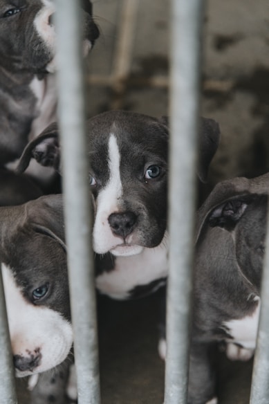 a group of puppies sitting inside of a cage