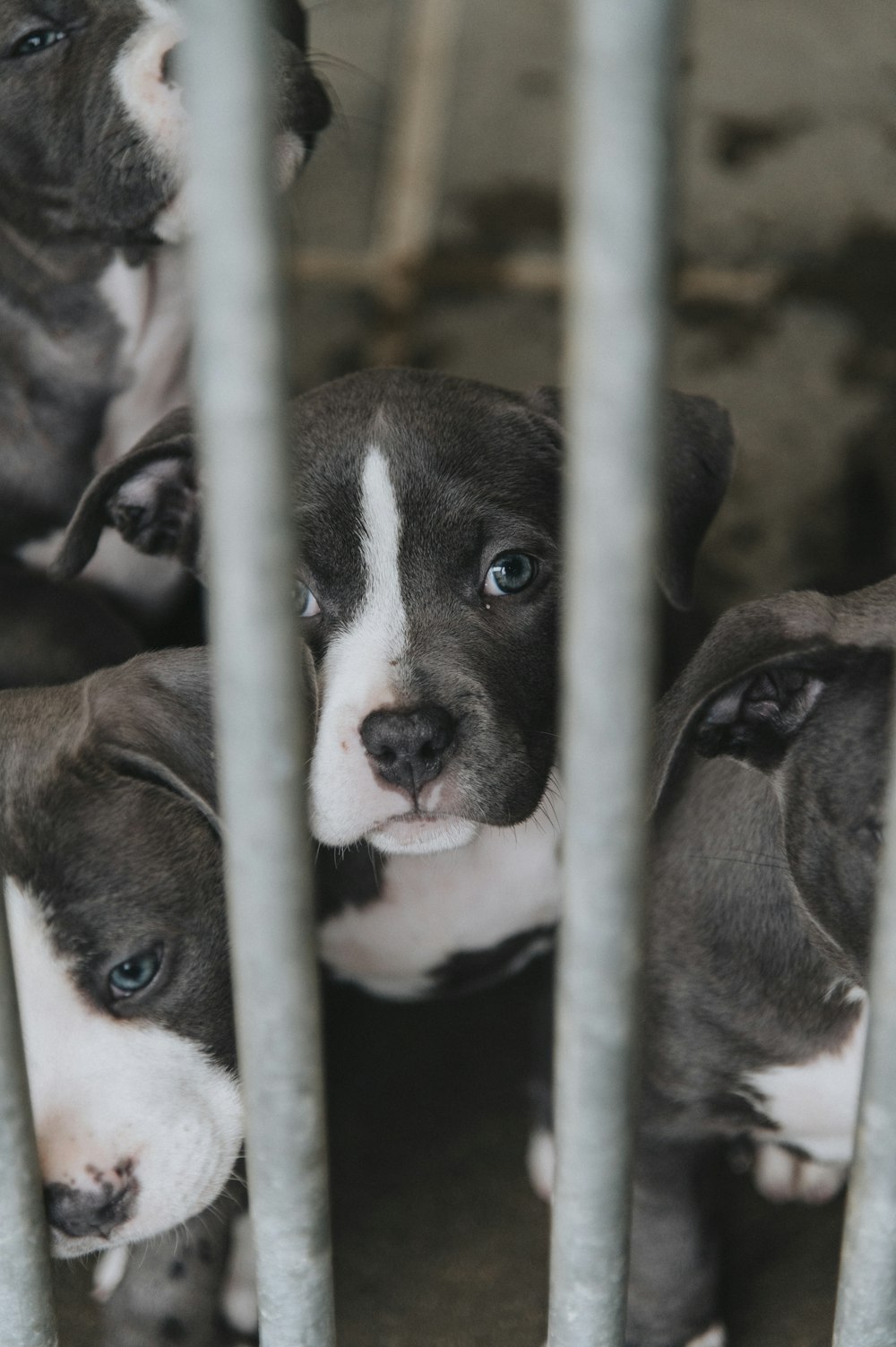 a group of puppies sitting inside of a cage