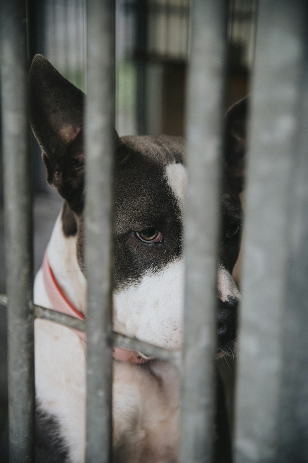 a dog is looking through the bars of a cage