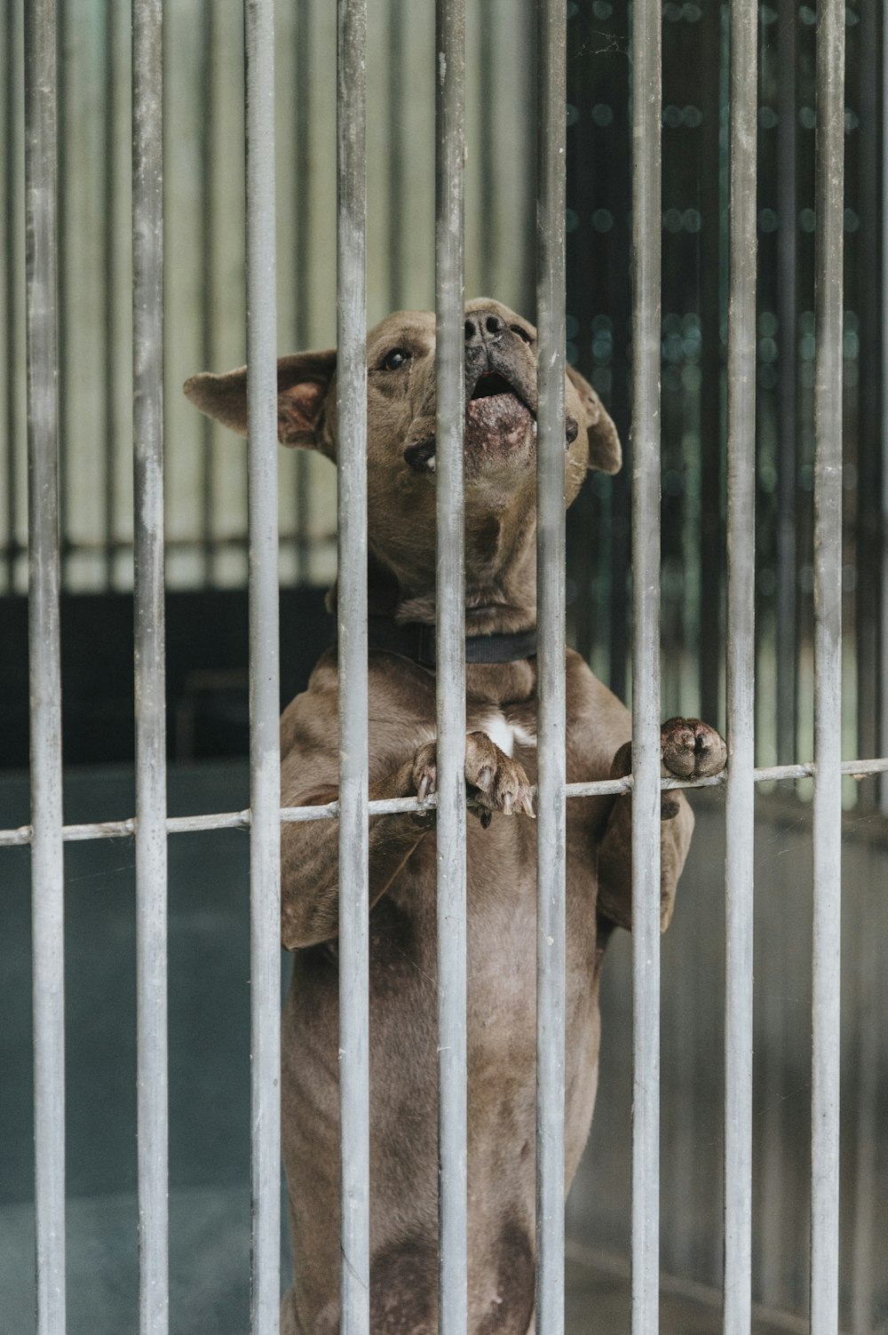 a dog standing on its hind legs in a cage