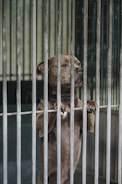 A dog stands on its hind legs behind metal bars, looking out with a somber expression. The setting appears to be a kennel or animal shelter.