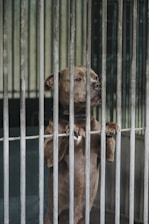 A dog stands on its hind legs behind metal bars, looking out with a somber expression. The setting appears to be a kennel or animal shelter.