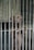 A dog stands on its hind legs behind metal bars, looking out with a somber expression. The setting appears to be a kennel or animal shelter.