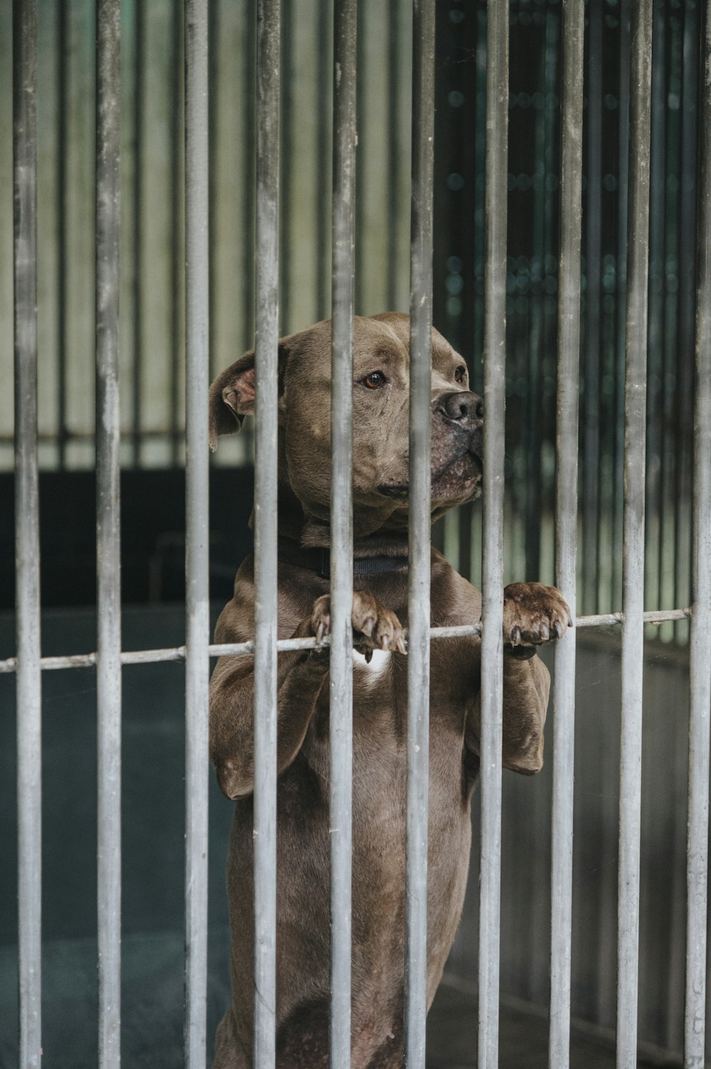 a brown dog standing on its hind legs in a cage