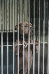 Caring for Abandoned Pets: Stories of Hope and Help