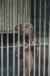 A dog stands on its hind legs behind metal bars, looking out with a somber expression. The setting appears to be a kennel or animal shelter.