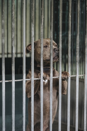 A dog stands on its hind legs behind metal bars, looking out with a somber expression. The setting appears to be a kennel or animal shelter.
