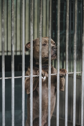 A dog stands on its hind legs behind metal bars, looking out with a somber expression. The setting appears to be a kennel or animal shelter.