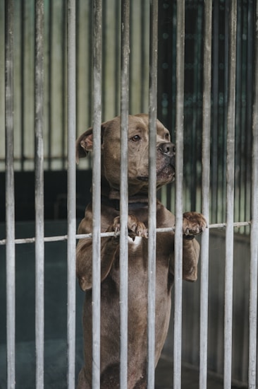 A dog stands on its hind legs behind metal bars, looking out with a somber expression. The setting appears to be a kennel or animal shelter.